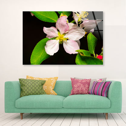 Beautiful Bloomed Apple Flowers Acrylic Glass Print Tempered Glass Wall Art 100% Made in Australia Ready to Hang