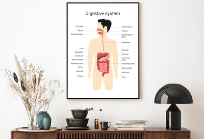 Digestive System of Human with Labels Home Decor Premium Quality Poster Print Choose Your Sizes