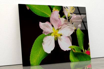 Beautiful Bloomed Apple Flowers Acrylic Glass Print Tempered Glass Wall Art 100% Made in Australia Ready to Hang