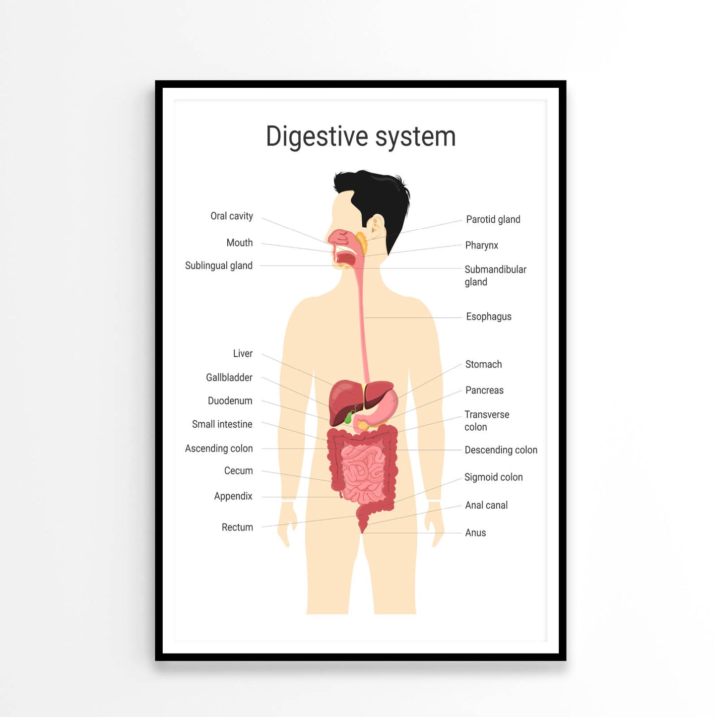 Digestive System of Human with Labels Home Decor Premium Quality Poster Print Choose Your Sizes