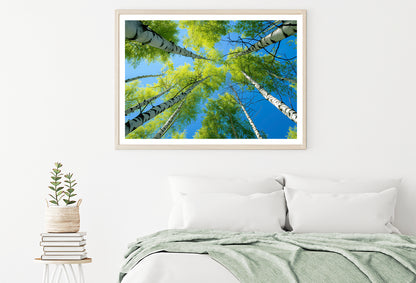 Fresh Green Birch Tree with Natural Blue Sky Home Decor Premium Quality Poster Print Choose Your Sizes