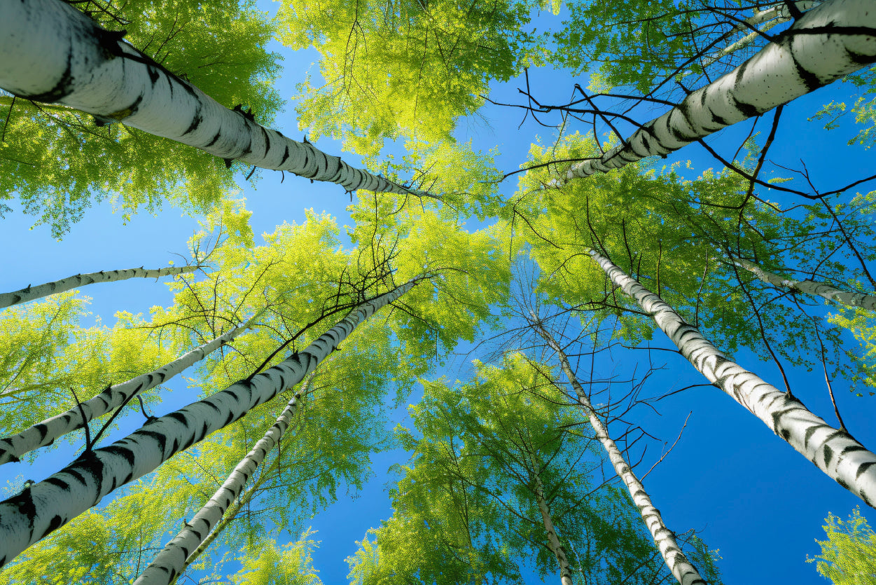 Fresh Green Birch Tree with Natural Blue Sky Home Decor Premium Quality Poster Print Choose Your Sizes