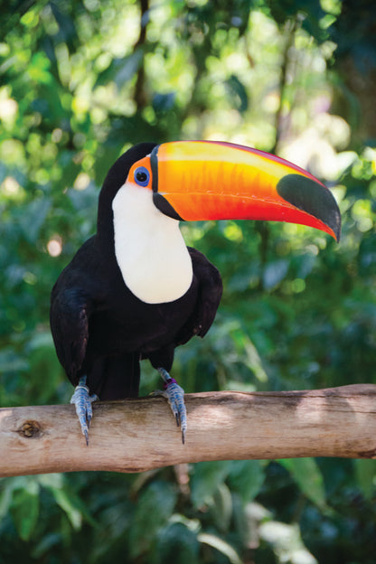 Largest And Best-Known Toucan Species Portrait Photograph Acrylic Glass Print Tempered Glass Wall Art 100% Made in Australia Ready to Hang