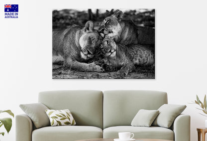Wild Lion Family Okavongo Delta Botswana Wall Art Decor 100% Australian Made