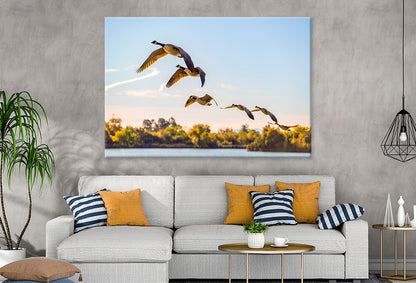 Flock of Canadian Geese Flying Wall Art Decor 100% Australian Made