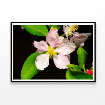 Beautiful Bloomed Apple Flowers Home Decor Premium Quality Poster Print Choose Your Sizes