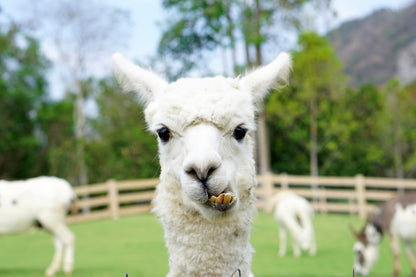 Close Up of White Alpaca  Wall Art Decor 100% Australian Made