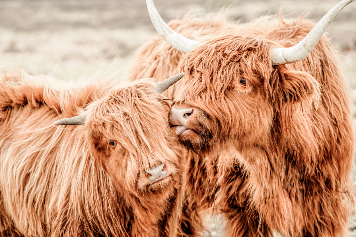 Rustic Farmhouse Pair of Scottish Highland Cow Wall Art Decor 100% Australian Made