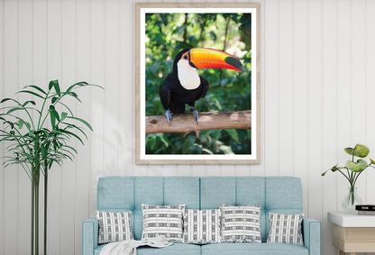 Largest And Best-Known Toucan Species Home Decor Premium Quality Poster Print Choose Your Sizes