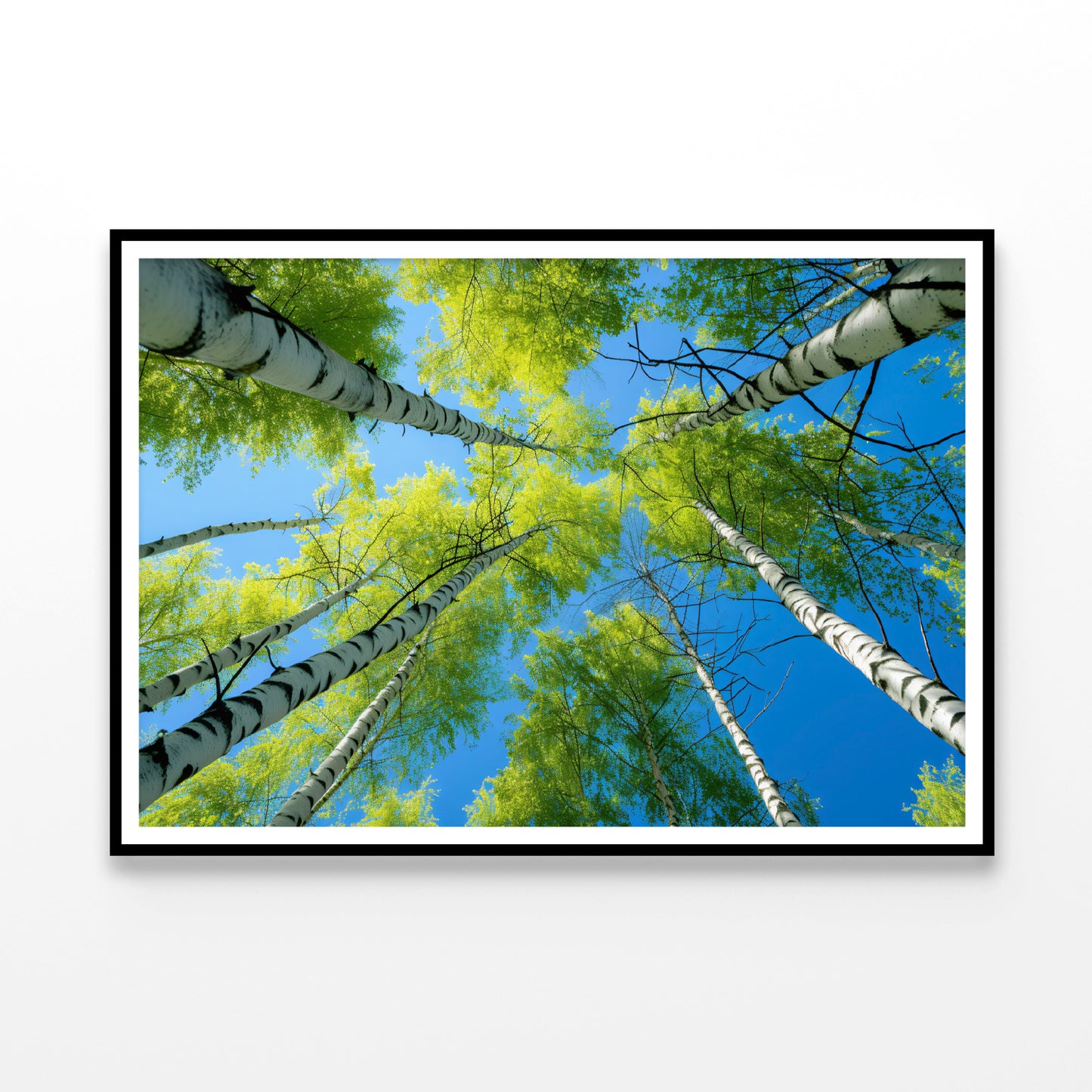 Fresh Green Birch Tree with Natural Blue Sky Home Decor Premium Quality Poster Print Choose Your Sizes