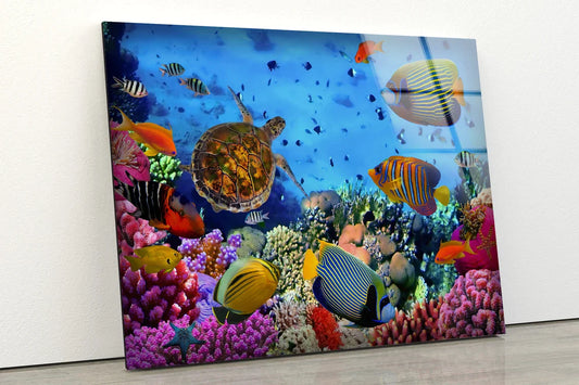 Under Water Fish Corals UV Direct Aluminum Print Australian Made Quality