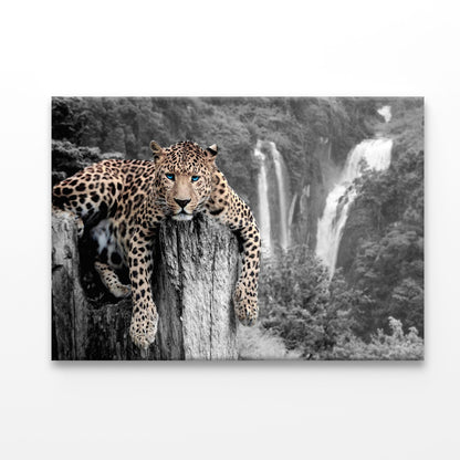 Tiger Blue Eyes Acrylic Glass Print Tempered Glass Wall Art 100% Made in Australia Ready to Hang