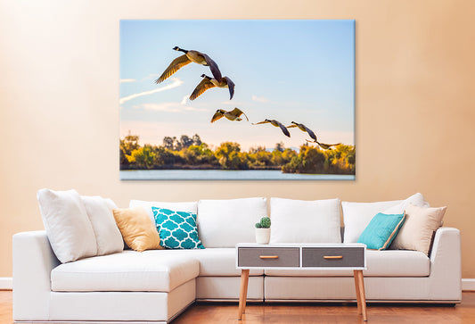 Flock of Canadian Geese Flying Wall Art Decor 100% Australian Made