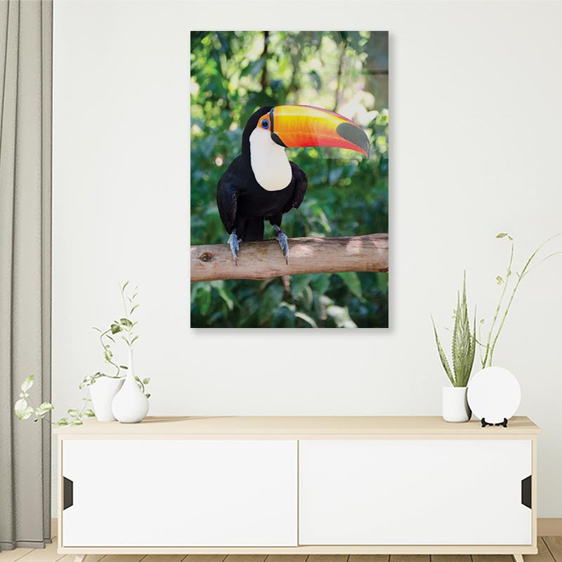 Largest And Best-Known Toucan Species Portrait Photograph Acrylic Glass Print Tempered Glass Wall Art 100% Made in Australia Ready to Hang