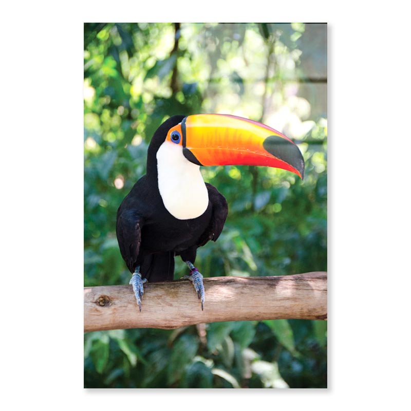 Largest And Best-Known Toucan Species Portrait Photograph Acrylic Glass Print Tempered Glass Wall Art 100% Made in Australia Ready to Hang