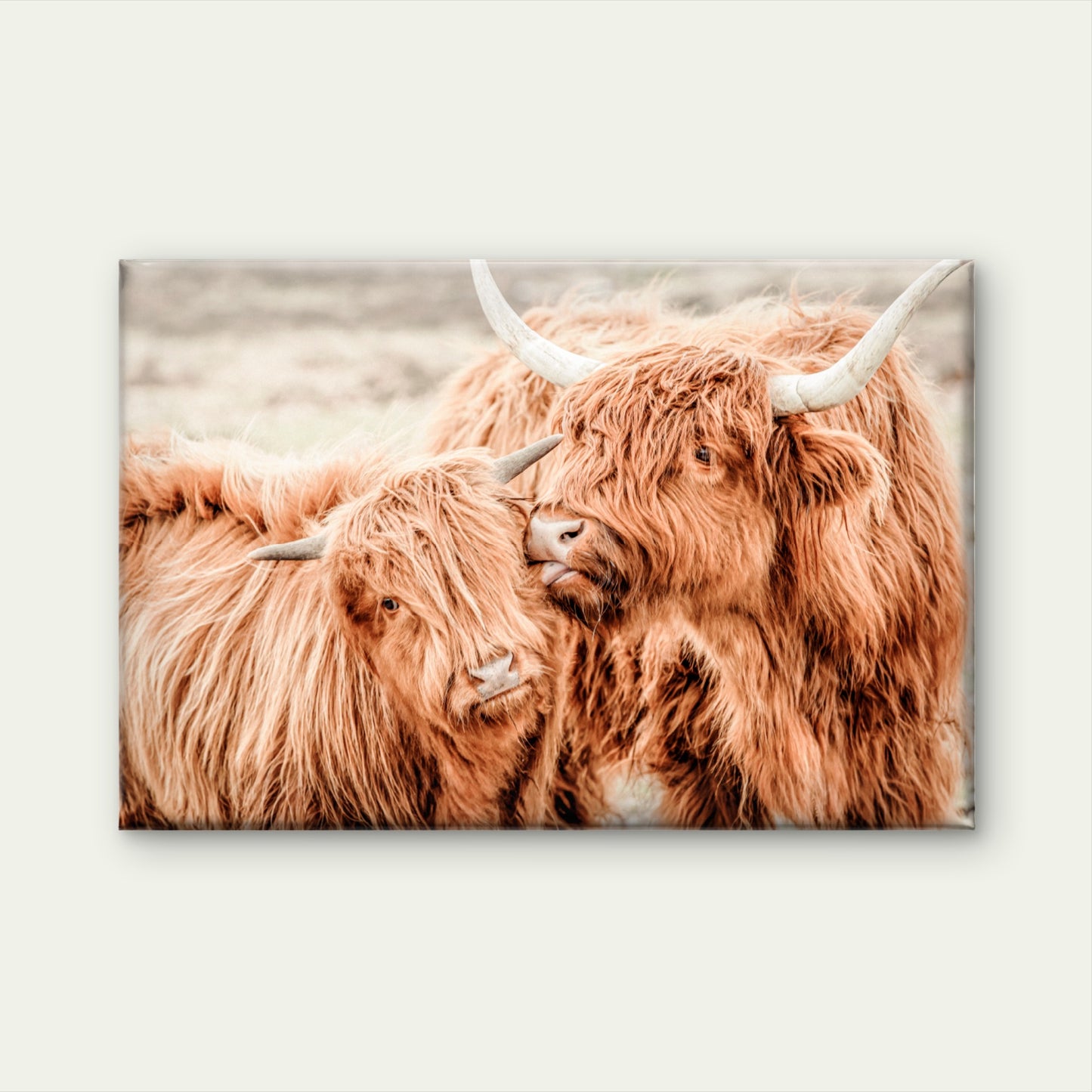 Rustic Farmhouse Pair of Scottish Highland Cow Wall Art Decor 100% Australian Made