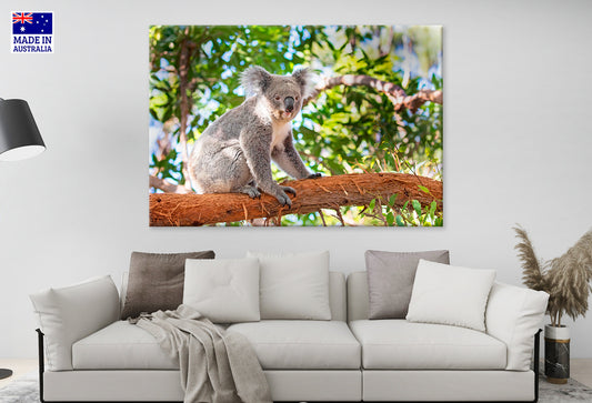 Koala Sitting on Eucalyptus Tree Taronga Zoo Sydney Wall Art Decor 100% Australian Made