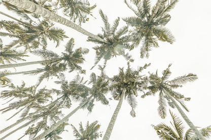 Bohemian Tropical Palm Trees Florida Beach Wall Art Decor 100% Australian Made