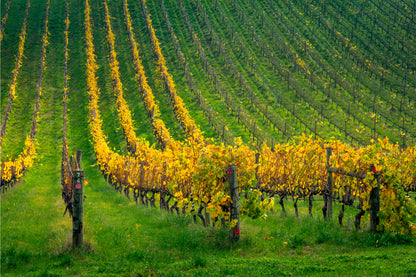 Adelaide Hills Vineyard South Australia all Art Decor 100% Australian Made