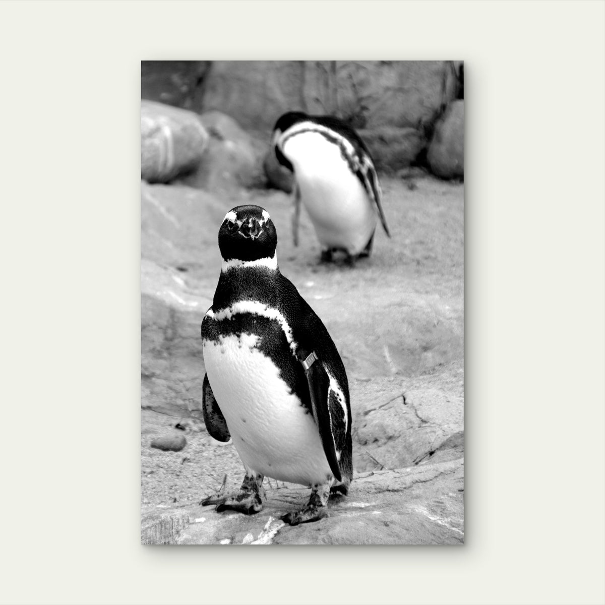 White And Black Penguin On Gray Sand Photo 60x90cm Metal Print Ready to Hang