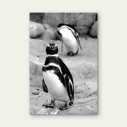 White And Black Penguin On Gray Sand Photo 60x90cm Metal Print Ready to Hang
