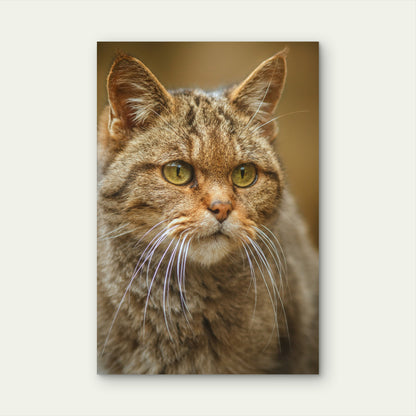 European Wildcat Beautiful Nature Habitat 60x90cm Metal Print Ready to Hang