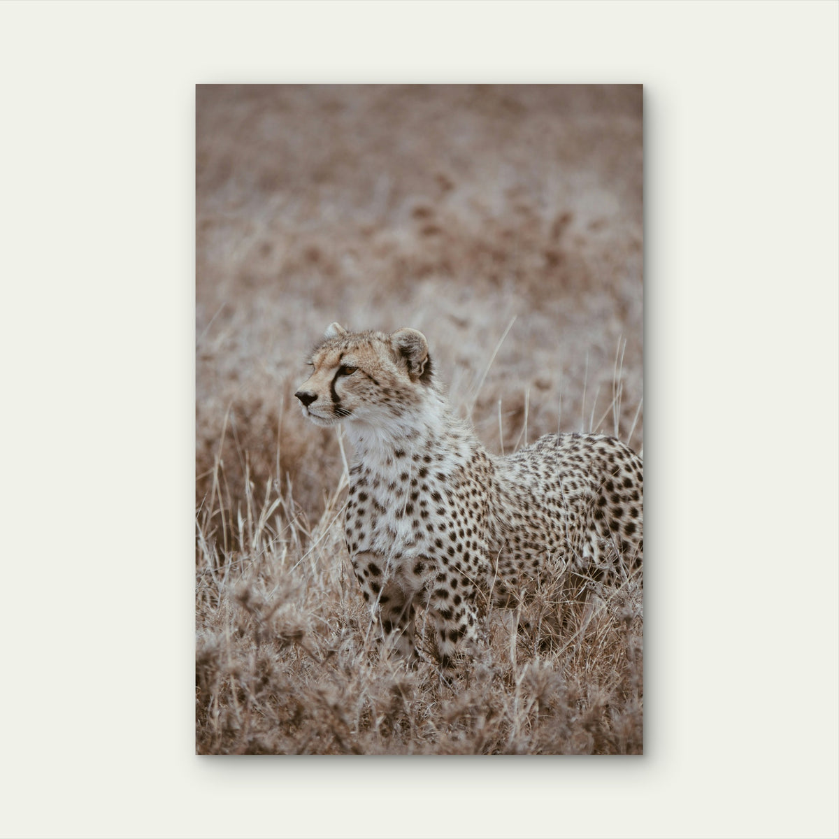 Cheetah Sitting In The Middle Of A Field 40x60cm Metal Print Ready to Hang
