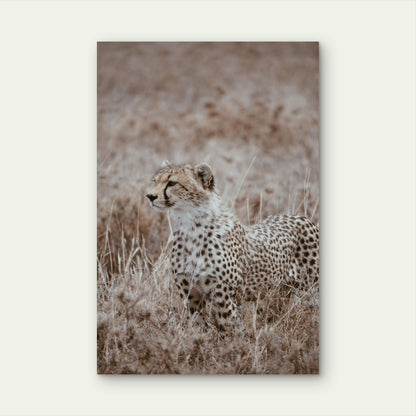 Cheetah Sitting In The Middle Of A Field 40x60cm Metal Print Ready to Hang