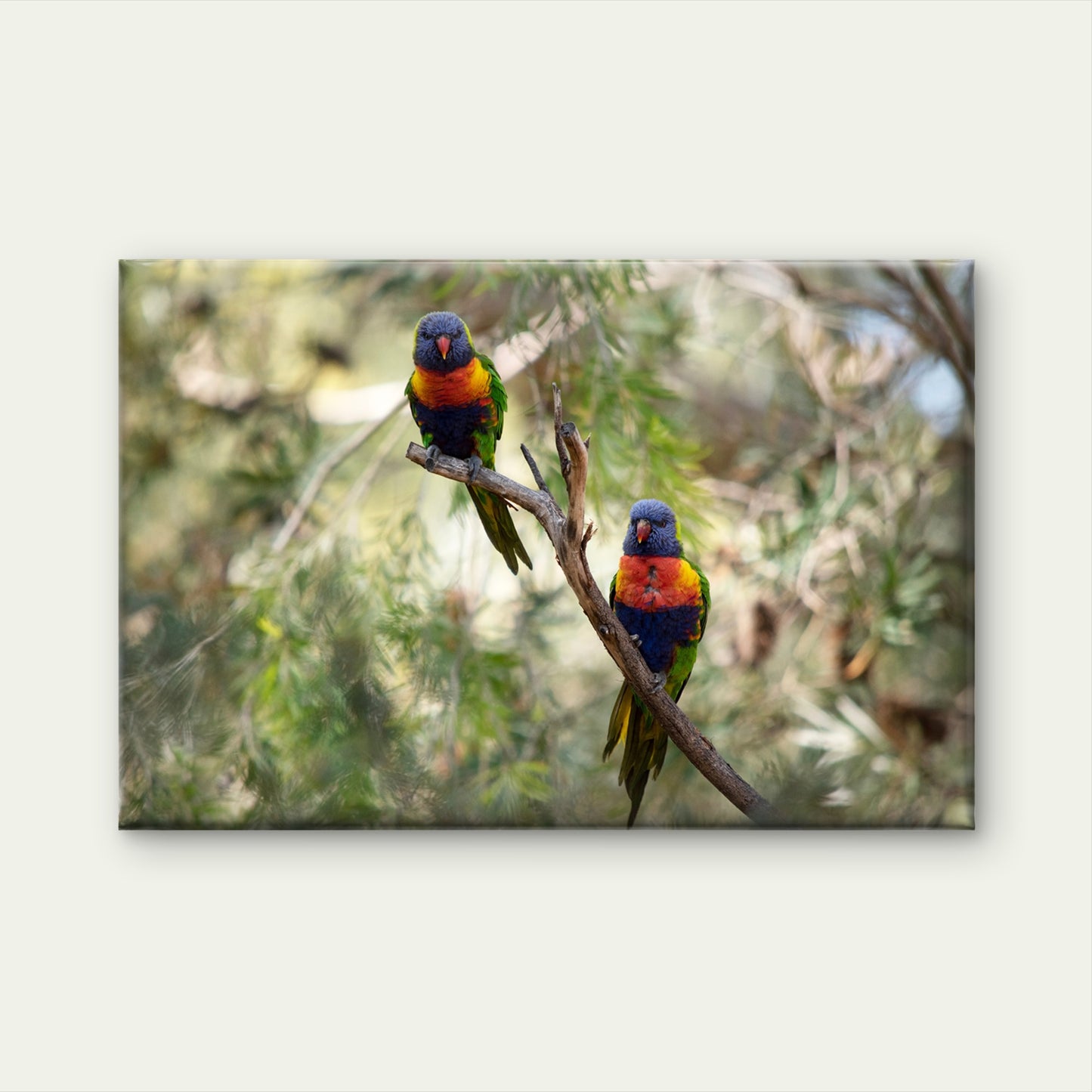 Rainbow Lorikeet Bright Plumage Australia Wall Art Decor 100% Australian Made