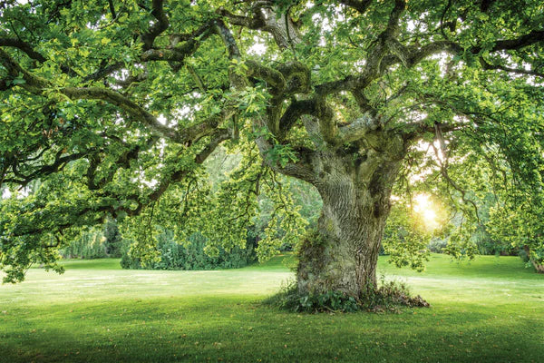 Old Big Green Tree on Garden View Photograph 90x60cm Print 100% Australian Made