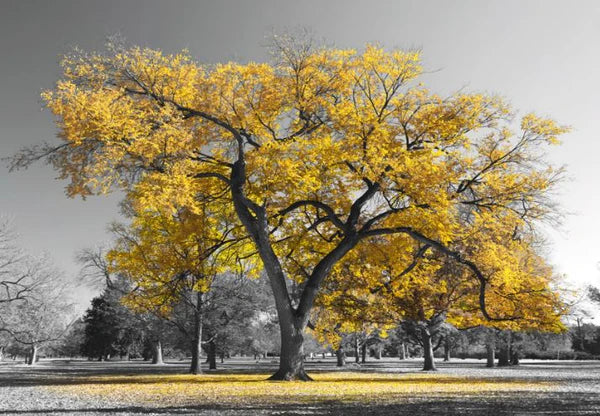 Yellow Trees and Black and white Nature 90x60cm Print 100% Australian Made