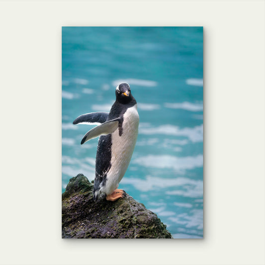 Gentoo Penguin on Rock by Water 40x60cm Metal Print Ready to Hang