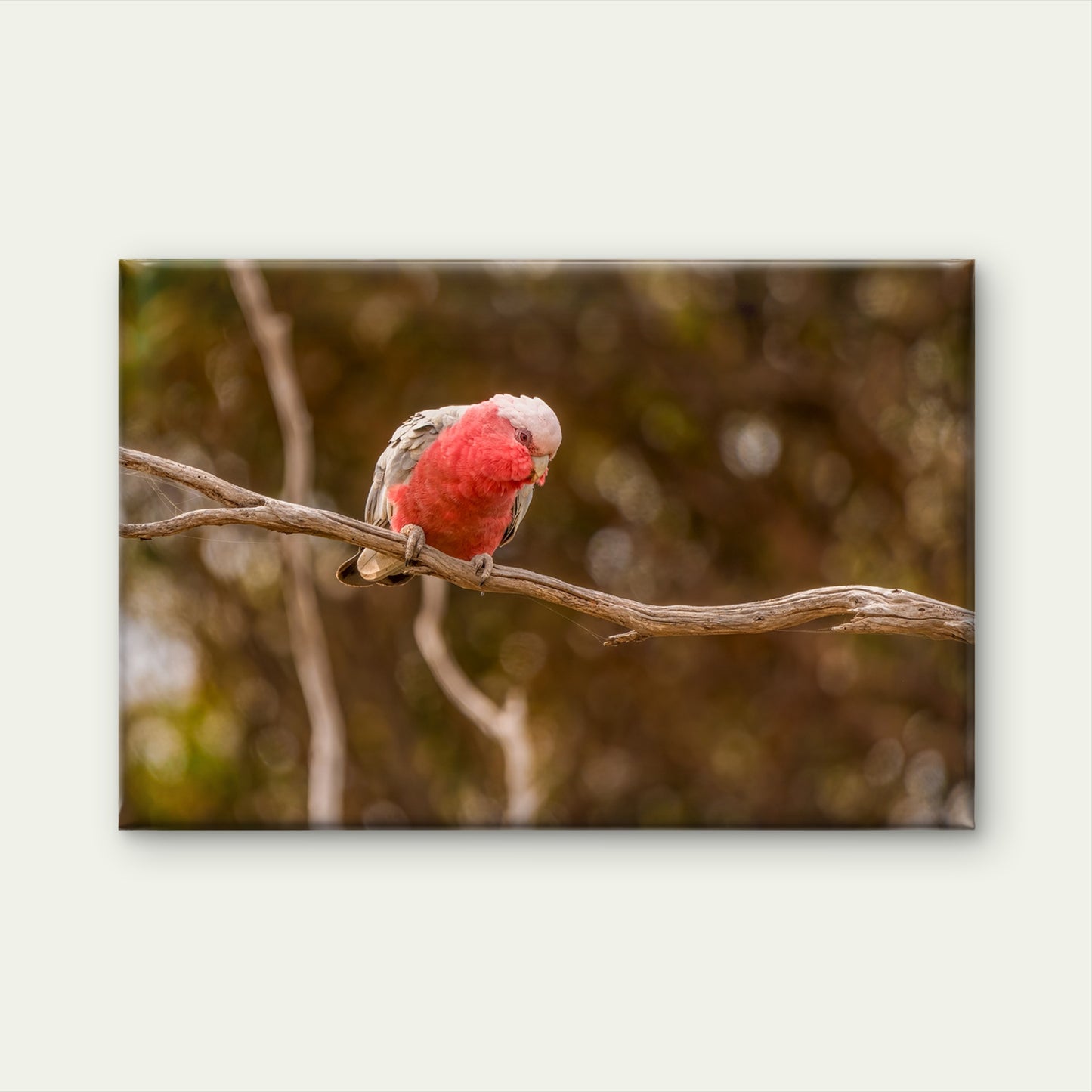 Lovely Galah Australia Wall Art Decor 100% Australian Made