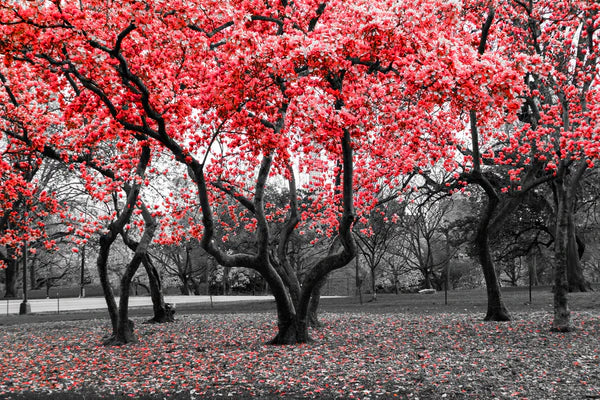 Red Trees Artistic Nature 90x60cm Print 100% Australian Made