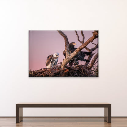 Wedge Tailed Eagle Australia With Chick Wall Art Decor 100% Australian Made