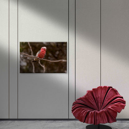 Cute Galah Australia Wall Art Decor 100% Australian Made