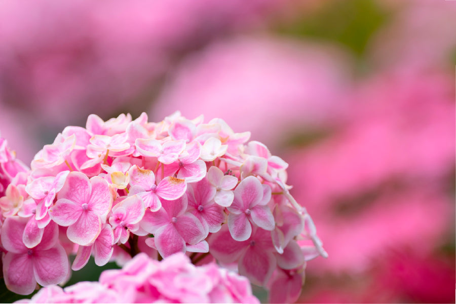 Hydrangea Flower In The Garden Glass Framed Wall Art, Ready to Hang Quality Print