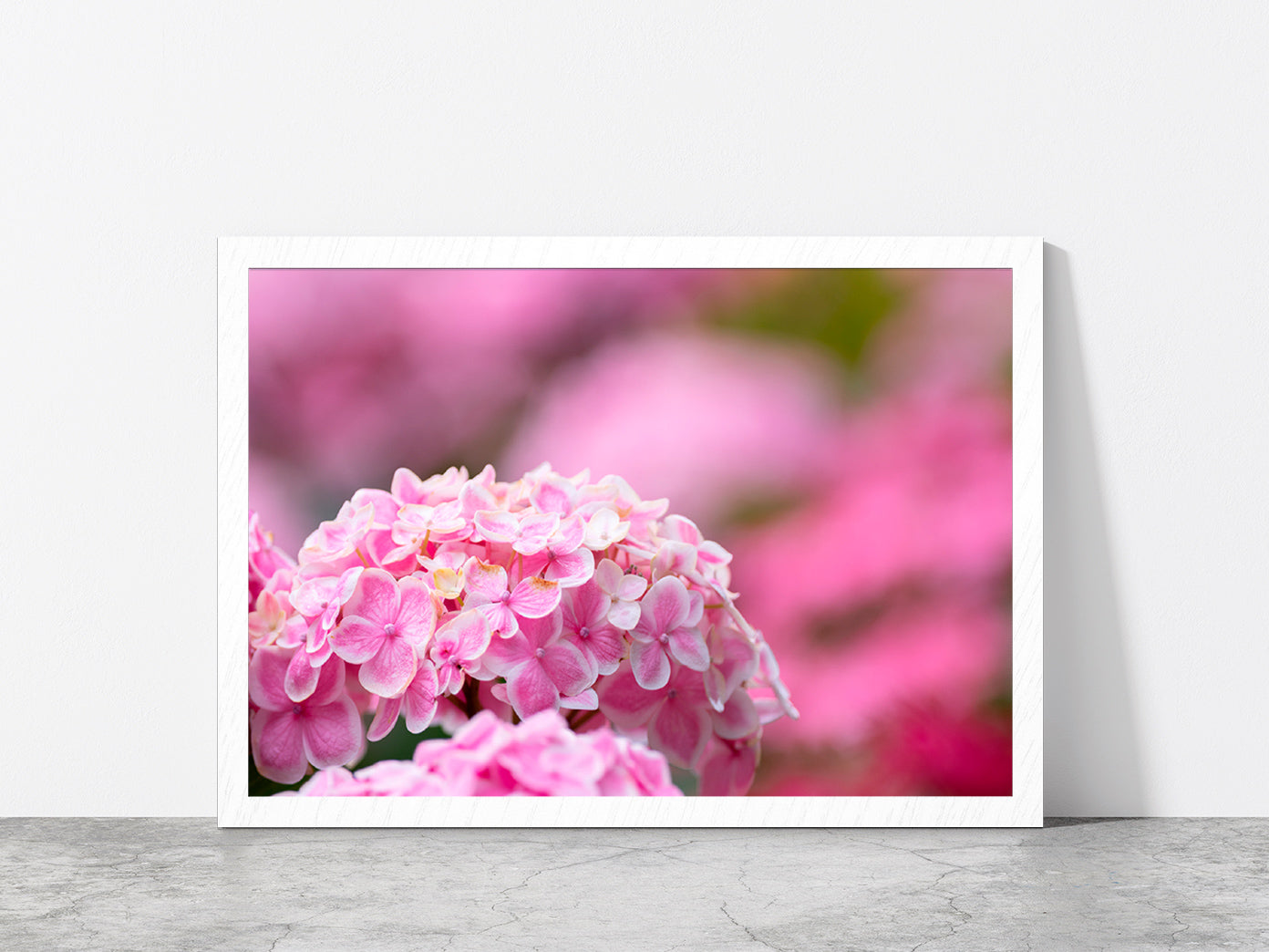 Hydrangea Flower In The Garden Glass Framed Wall Art, Ready to Hang Quality Print Without White Border White