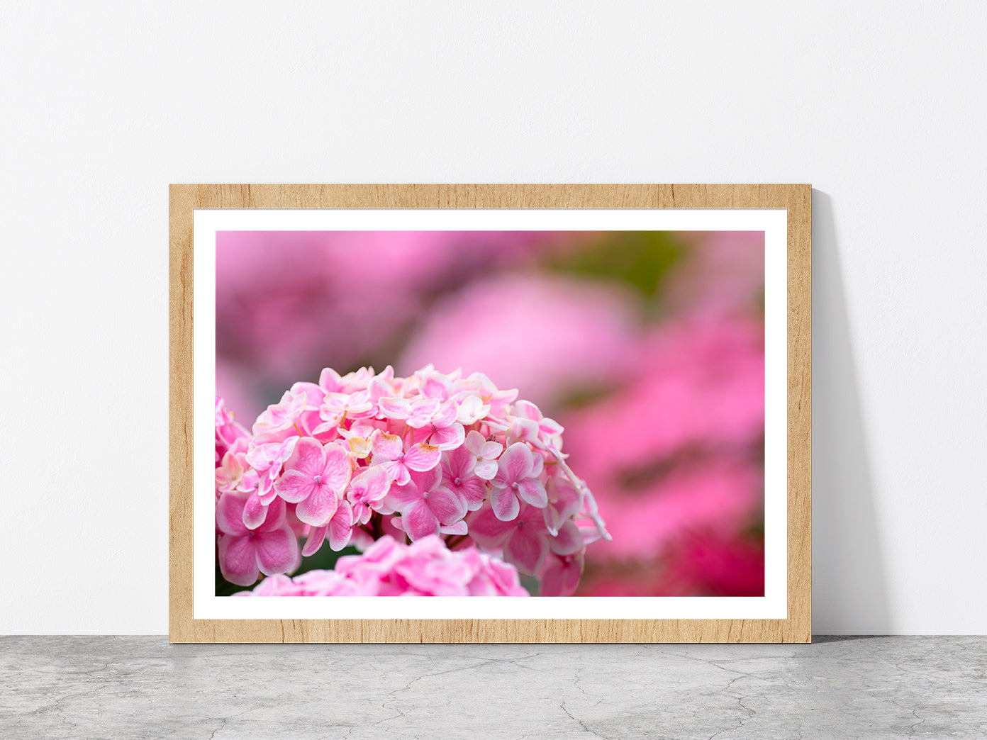 Hydrangea Flower In The Garden Glass Framed Wall Art, Ready to Hang Quality Print With White Border Oak