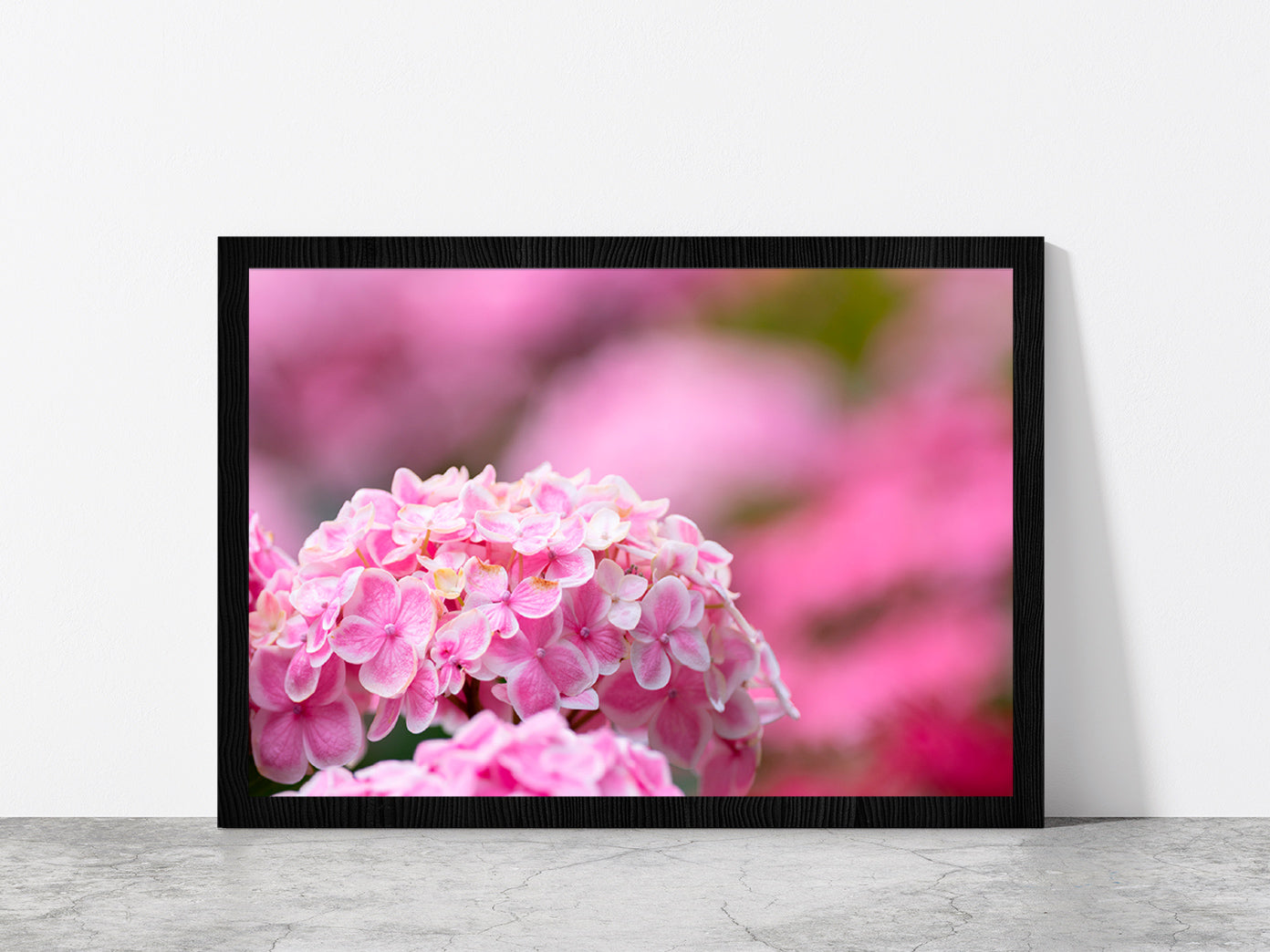 Hydrangea Flower In The Garden Glass Framed Wall Art, Ready to Hang Quality Print Without White Border Black