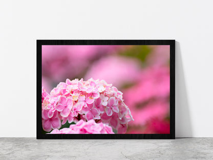 Hydrangea Flower In The Garden Glass Framed Wall Art, Ready to Hang Quality Print Without White Border Black