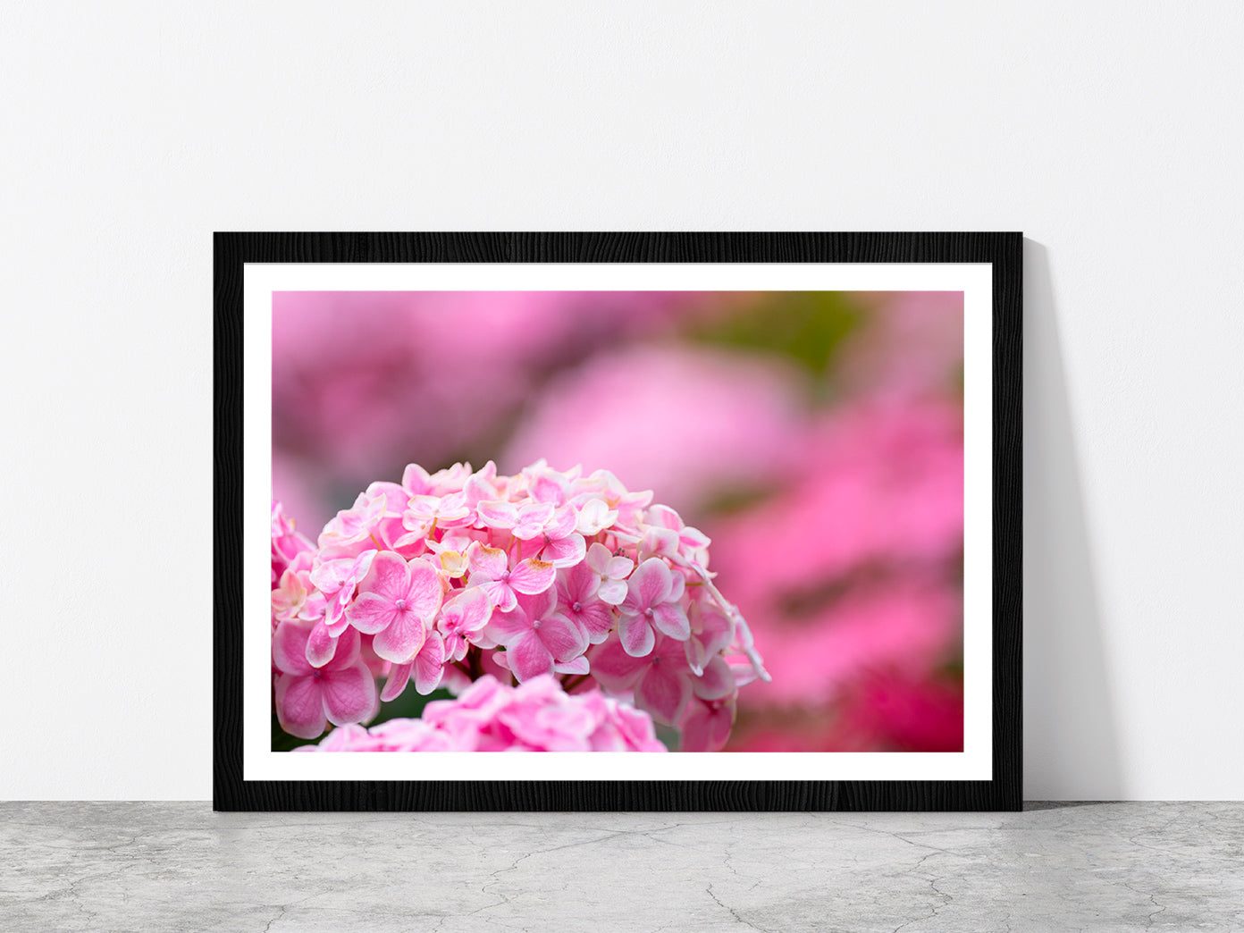 Hydrangea Flower In The Garden Glass Framed Wall Art, Ready to Hang Quality Print With White Border Black