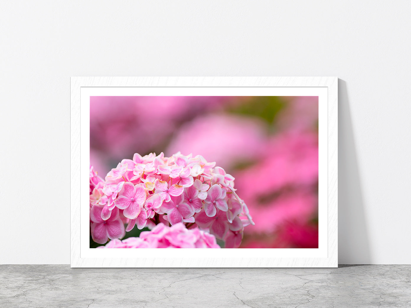 Hydrangea Flower In The Garden Glass Framed Wall Art, Ready to Hang Quality Print With White Border White