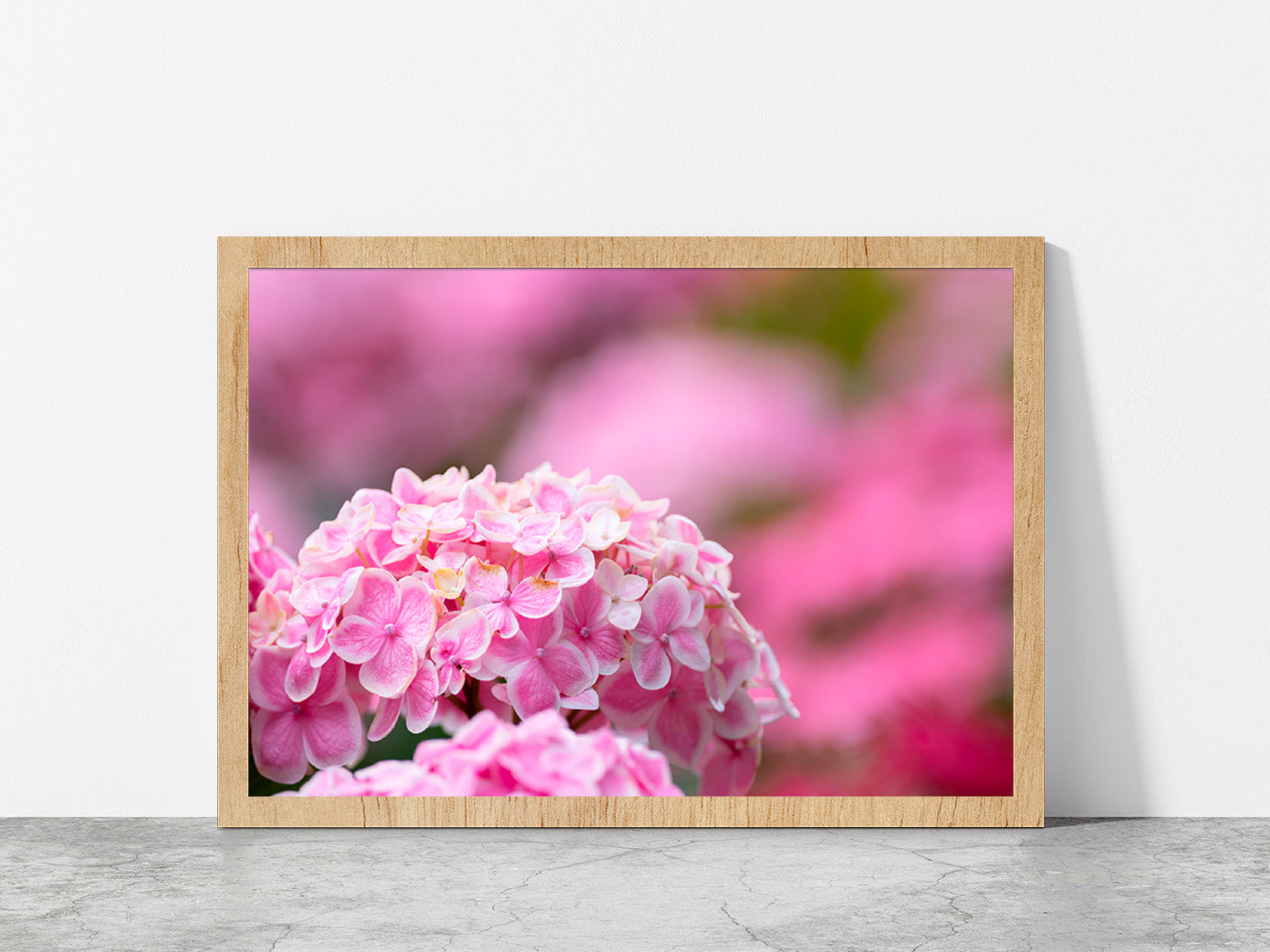 Hydrangea Flower In The Garden Glass Framed Wall Art, Ready to Hang Quality Print Without White Border Oak