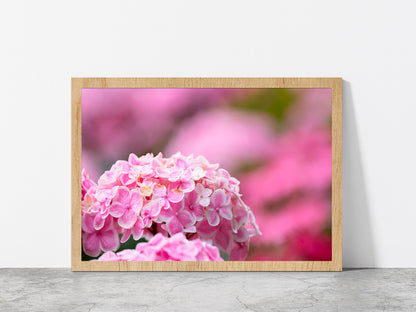 Hydrangea Flower In The Garden Glass Framed Wall Art, Ready to Hang Quality Print Without White Border Oak