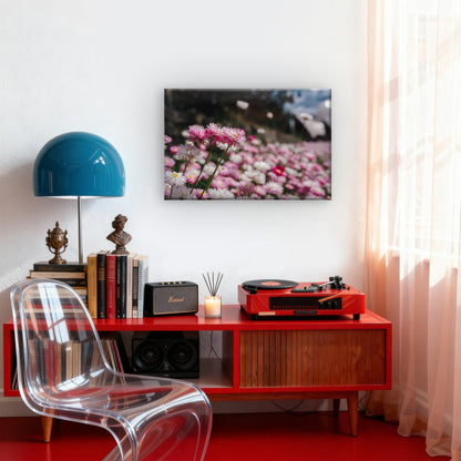 Vibrant Australian Paper Daisies in Bloom Wall Art Decor 100% Australian Made