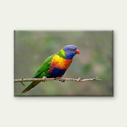Rainbow Lorikeet Australia Wall Art Decor 100% Australian Made