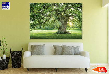 Old Big Green Tree on Garden View Photograph 90x60cm Print 100% Australian Made