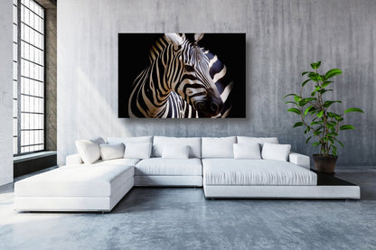 African Zebra UV Direct Aluminum Print Australian Made Quality