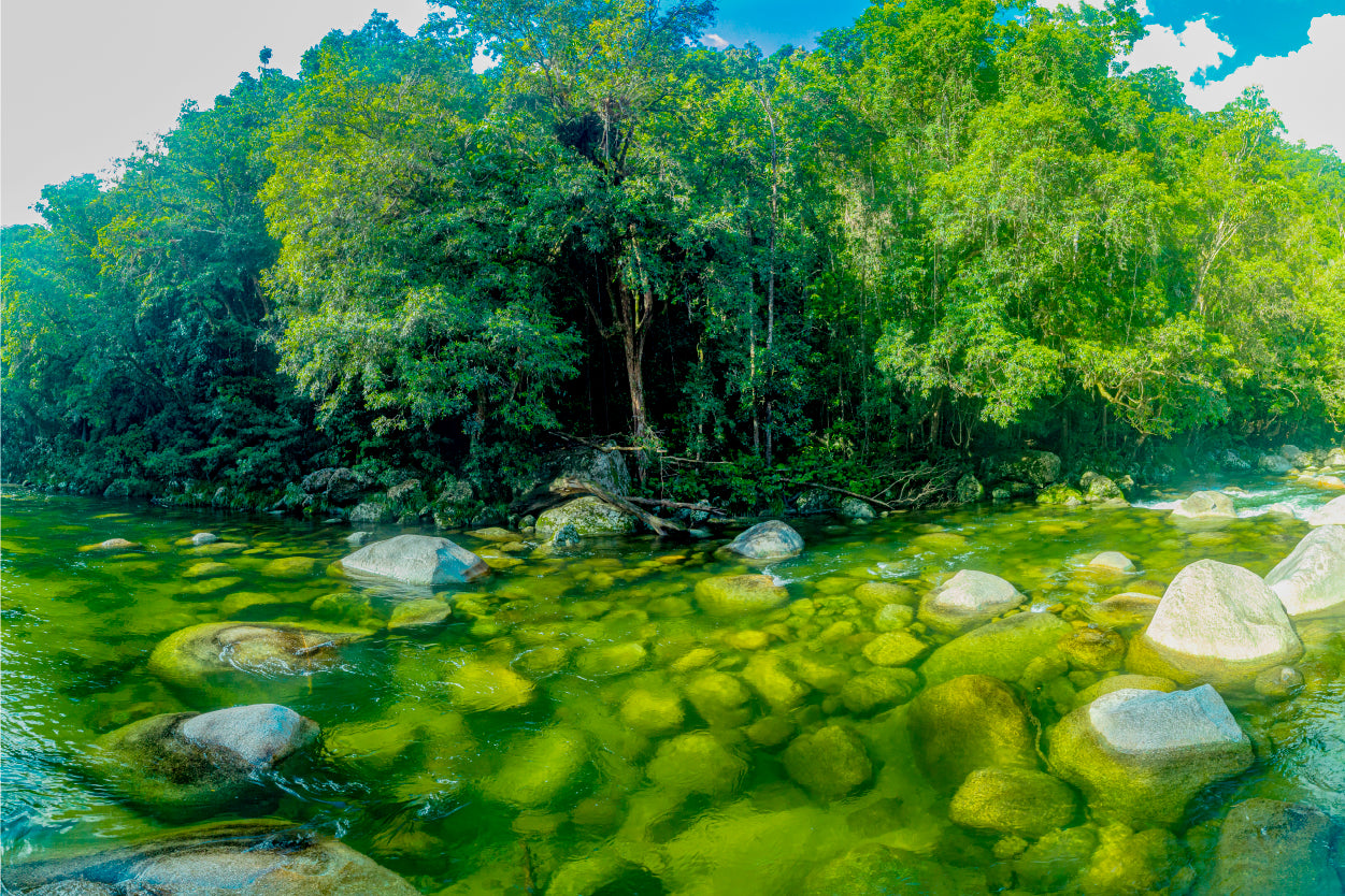 Daintree National Park Mossman Gorge river Australia Wall Art Decor 100% Australian Made